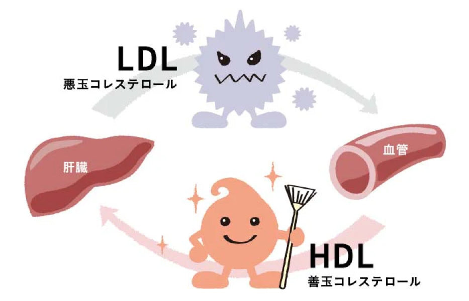 悪玉（LDL）コレステロールって？対策は大豆がおすすめ！